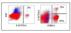 WC1(+) gamma delta T cell Antibody (CACT21A), Novus Biologicals 0.1mg:Antibodies,